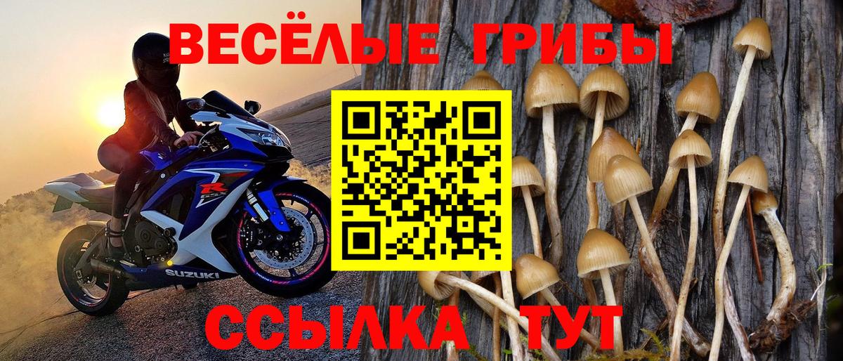 Псилоцибиновые грибы мицелий Сухой Лог